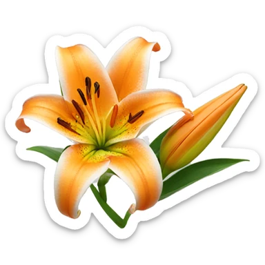lily flower orange  sticker