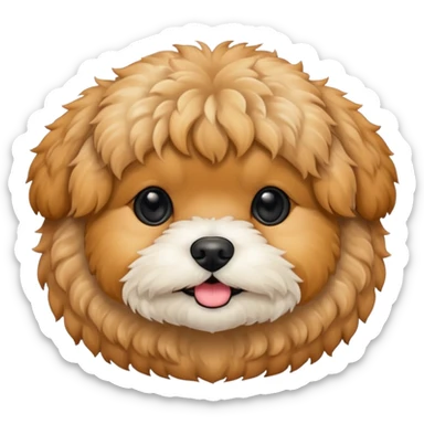 shihpoo-apricot sticker