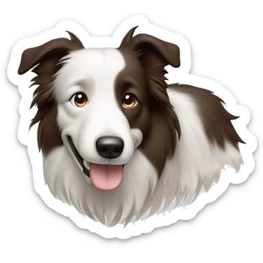 Bordercollie mit braunen und grauen stellen im weißen Gesicht. Spitze Ohren Ohren weis gesicht unterer Teil braun grau  sticker