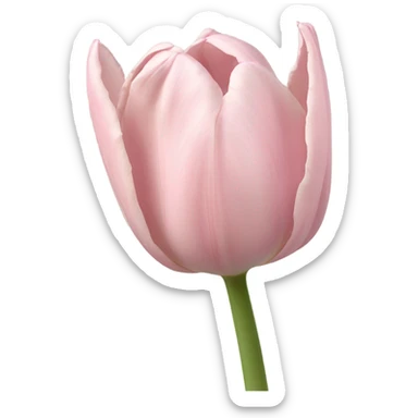 soft pink tulip sticker