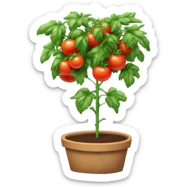 Tomato plant with trellis sticker