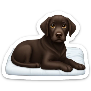Chocolate labrador puppie in black bed sticker
