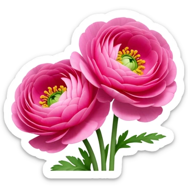 Two Ranunculus flowers sticker