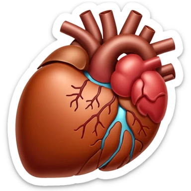 a liver organ sticker