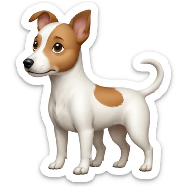 a full body white jack russel looking dog the size of a kelpie with light brown ears and a light brown patch on one eye, flopped down ears and a large snout sticker