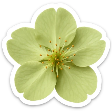 show  one green cherry blossom without a stem , remove background sticker