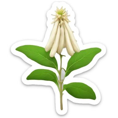 ashwagandha with flower sticker