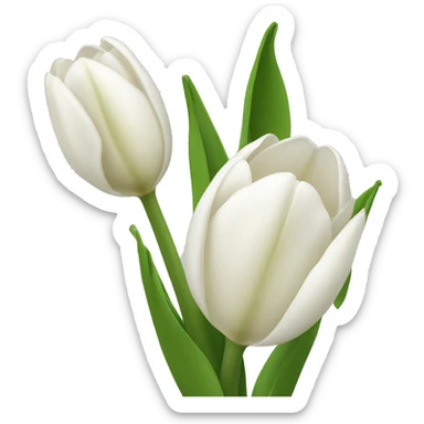 Tulipanes blancos  sticker