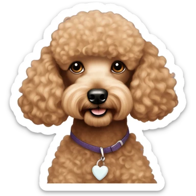 Apricot mini poodle teddy bear haircut  sticker