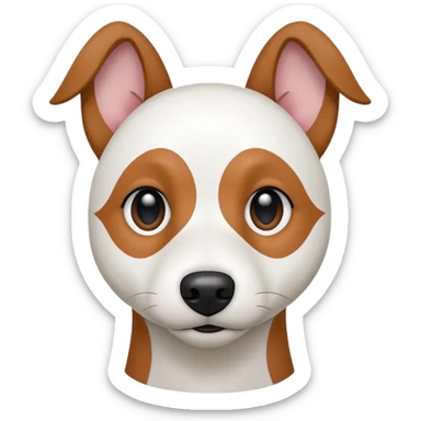 a fully white jack russell the size of a kelpie with floppy ears and a half white face sticker