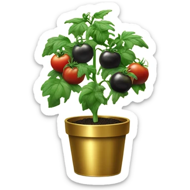 Tomato plant with Black tomatoes on in a gold pot sticker