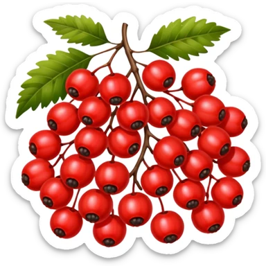 rowan/mountain ash berries, simple sticker