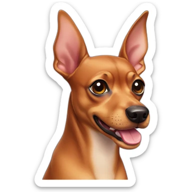 13 year old minature pinscher with piece of left ear missing sticker