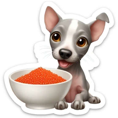 American Hairless Terrier eating red caviar  sticker