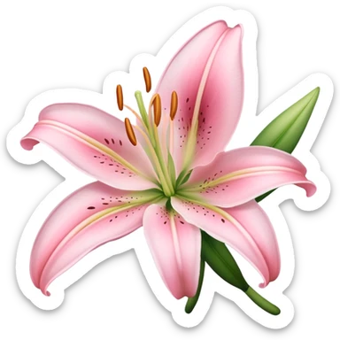 light pink lilium sticker