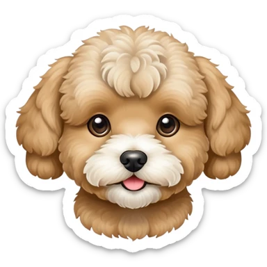 A beige Maltipoo with a white snout. sticker