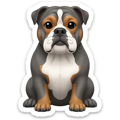 senior gray English bulldog, with caramel details in eyebrows, white details in face, white chest, sitting in his paws sticker
