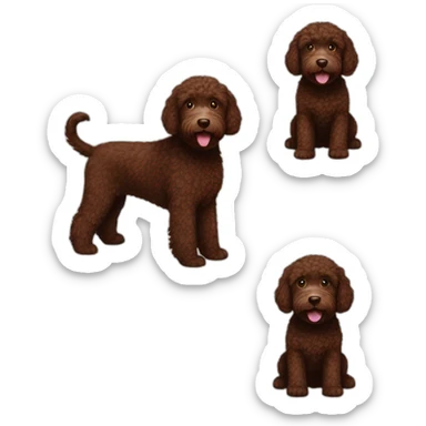 Chocolate Labradoodle sticker