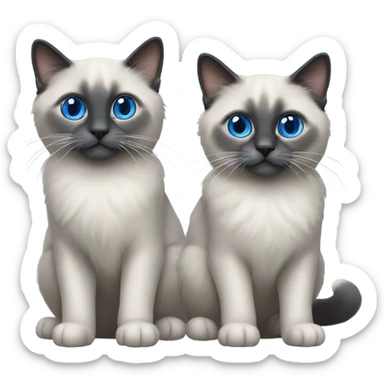 Two Blue point ragdoll cats with short length hair, with blue eyes, dark face  sticker