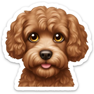 Cavoodle with brown fur and brown eyes and brown nose sticker