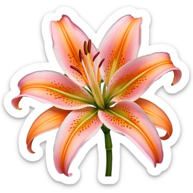 single light pink and orange oriental lily sticker