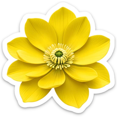 Yellow woodland anemone sticker