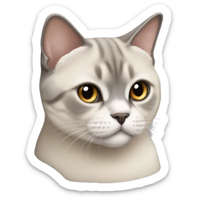 British shorthair colourpoint cat sticker