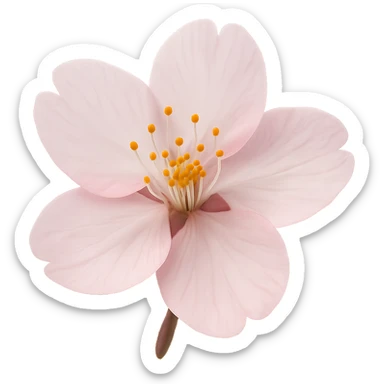 sakura cherry blossom flower, remove background sticker