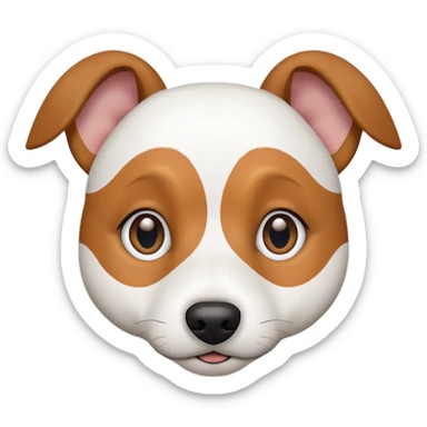 a fully white jack russell the size of a kelpie with floppy ears and a half white face sticker