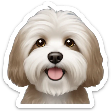 Brown bichon havanese sticker