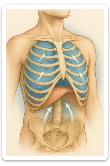A realistic, high-quality anatomical illustration showing a human torso with visible rib cage and diaphragm. The ribs are shown in a decompressed, expanded state, allowing full lung expansion, while the diaphragm is depicted as relaxed and lowered, indicating deep, efficient breathing. Soft blue and warm tones highlight airflow and lung capacity, with light arrows illustrating the air movement during diaphragmatic breathing. The image conveys a sense of calm, openness, and optimal breathing mechanics, useful for physiotherapy, breathing education, and osteopathic learning contexts realistica sticker