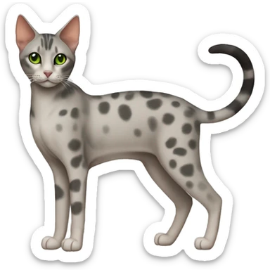 Short-haired oriental cat ,full body , grey coat with spots , green eyes , terracotta nuzzle sticker