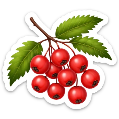 rowan/mountain ash berries, simple sticker