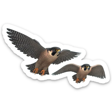 Peregrine Falcon duos Canada sticker