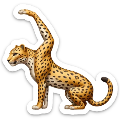leopard stretching with its back arched sticker