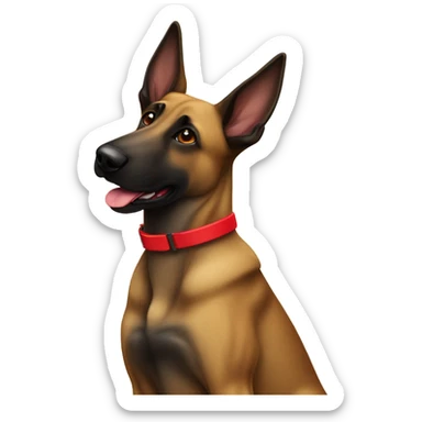 belgian malinois dog with a brindle coat wearing a red collar  sticker