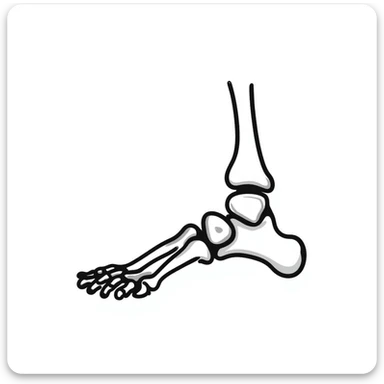 skeletal foot anatomy, foot bones structure, anatomical drawing of foot bones sticker