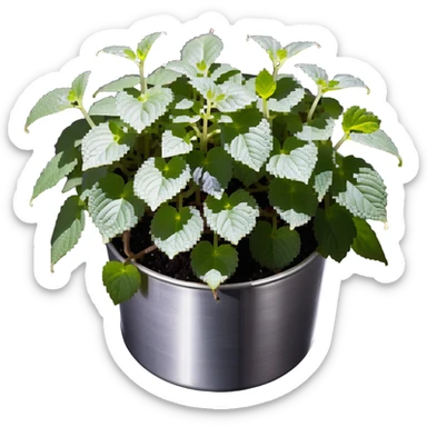 Young sprouts of Plectranthus Verticillatus with perfectly circular coin-shaped leaves in a silver metallic pot sticker