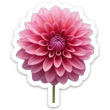 Dahlia sticker