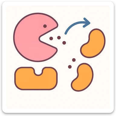 Ultra-detailed scientific illustration  (like in a school book) of enzyme digestion. Macro molecular view, clean white background, no text, no human figures or cartoon characters. Purely biological focus and really detailed sticker