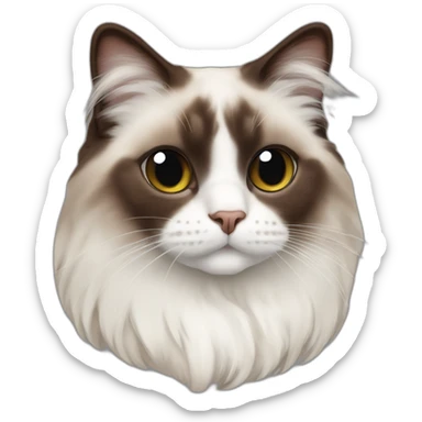 chocolate point ragdoll cat with a white nose sticker