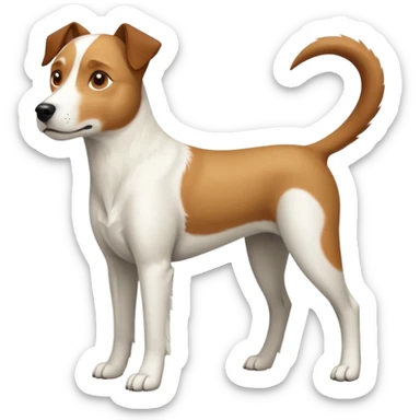 a full body large white parson russell looking dog the size of a kelpie with light brown flapped down ears and a light brown patch on one eye and a large snout sticker