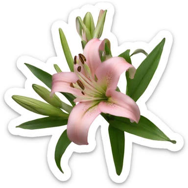 light pink lilium sticker