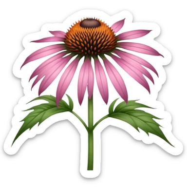 Echinacea sticker