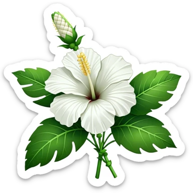 bouquet white Hawaiian hibiscus, luxuriant, stem, leaf, bud sticker