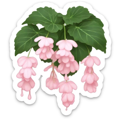 Light pink Weeping begonia  sticker