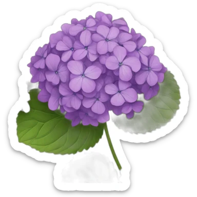 Purple hydrangeas sticker
