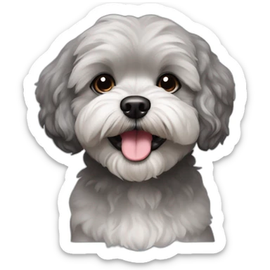 underbite grayish shihpoo dog with blackish ear sticker