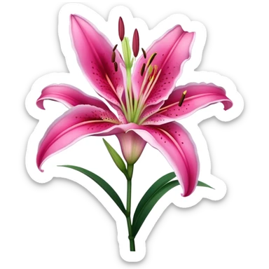 single Deep Pink Oriental Lily with White Edge, straight stem sticker