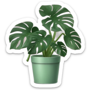 Monstera plant in a sage coloured pot sticker